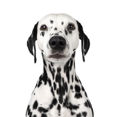 Head shot of serious looking Dalmatian dog, sitting up facing front. Looking towards camera....
