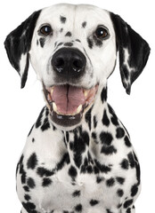Head shot of happy smiling Dalmatian dog, sitting up facing front. Looking towards camera. Mouth...