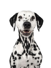 Head shot of pretty Dalmatian dog, sitting up facing front. Looking beside camera. Mouth open. Isolated cutout on a white background.