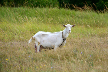 white goat on the pasture isolated in the field 