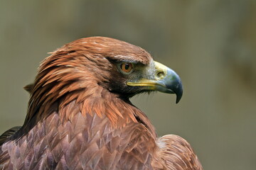 female golden eagle (Aquila chrysaetos) detailed portrait