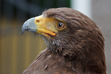 Obraz premium Harris's hawk (Parabuteo unicinctus) portrait very close up