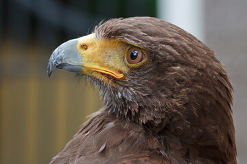 Harris's hawk (Parabuteo unicinctus) portrait very close up