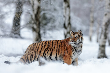 Siberian tiger (Panthera tigris tigris) winter tundra with snow