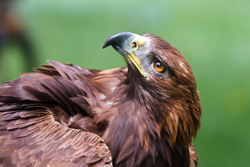 female golden eagle (Aquila chrysaetos) portrait very close up