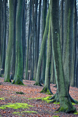 Fototapety na wymiar - Fototapeta24.pl