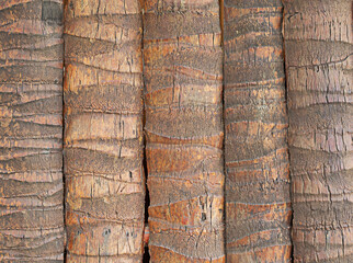 The texture of coconut trunk bark is arranged as a background for a close-up photo. © โทวสิษฐ์ คงทน