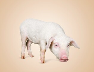 Cute pink Domestic pig posing on background