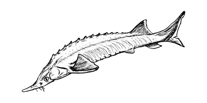 Fish sterlet sketch isolated on white background. Drawing of freshwater fish sturgeon. Dish for fish restaurant, menu design.