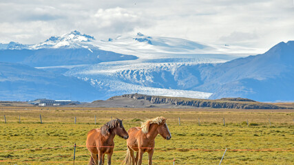 Icelandic horses in a pasture near Vatnajokull glacier, which makes us 10% of Iceland's land mass.