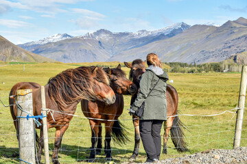 A woman visits with a trio of curious Icelandic horses enjoying some attention, Iceland