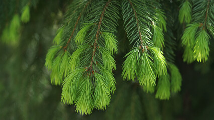 Fresh spruce branch in spring forest. Fir branches with fresh green shoots. Young growing fir tree...