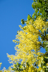 Beautiful flamegold rain tree flowers in the park.