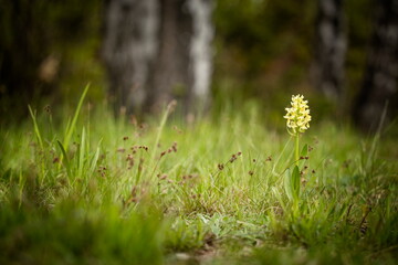 Dactylorhiza sambucina. Free nature. Beautiful picture. Orchid of the Czech Republic. Beautiful photo. Wild nature of the Czech Republic. Plant. Orchids of Europe. 