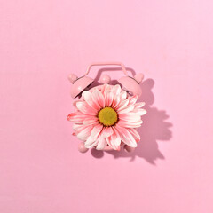 Spring garden flower  on a retro style alarm clock, minimal pink springtime composition.