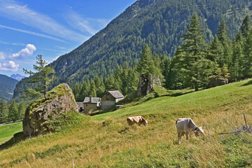 baite e pascoli nella valle verso del Parco Naturale Alpe Veglia e Alpe Devero, Valle d'Ossola - Piemonte