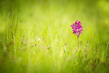 Dactylorhiza sambucina. Free nature. Beautiful picture. Orchid of the Czech Republic. Beautiful photo. Wild nature of the Czech Republic. Plant. Orchids of Europe. 