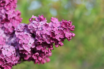 Blossoming pink and purple lilac branch in spring garden. Branch of lilac flowers with green leaves. Floral natural background. Beautiful spring flowers. Purple lilac flowers on the bush. Summer time 