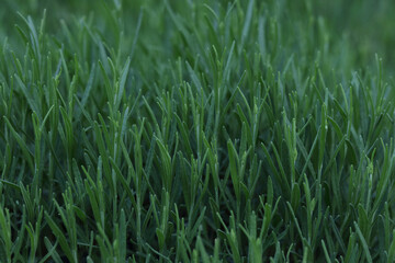 Young green lavender seedlings ready for planting. Green leaves stems. Young green lavender bush . Spring Background. Lavender bush with blooming purple flowers. Lavandula angustifolia, Hidcote