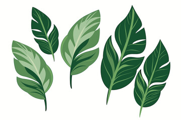 Tropical leaves collection. Vector isolated elements on the white background.