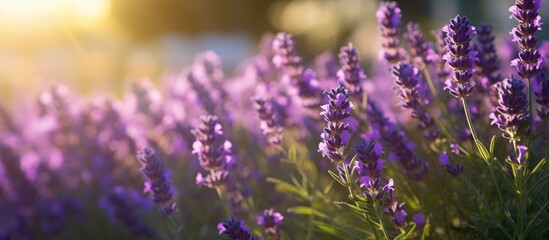 Lavender flowers on green leaves in the sun on the lawn (macro, side view).