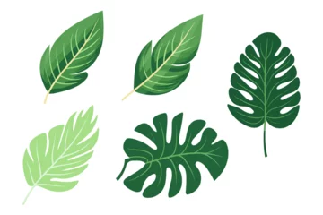 Zelfklevend Fotobehang Monstera Tropical leaves collection. Vector isolated elements on the white background.