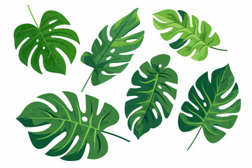 Tropical leaves collection. Vector isolated elements on the white background. - obrazy, fototapety, plakaty