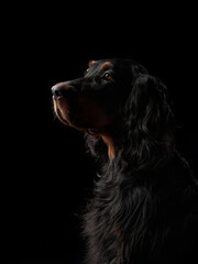Gordon Setter dog profile highlighted against a dark backdrop. This artistic image captures the...