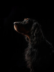 Gordon Setter dog profile highlighted against a dark backdrop. This artistic image captures the...