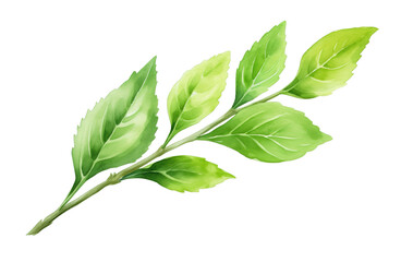 Watercolor Matcha Green tea leaf isolated on transparent background. PNG file, cut out