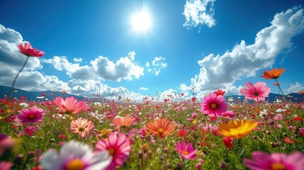 spring wild flower field background