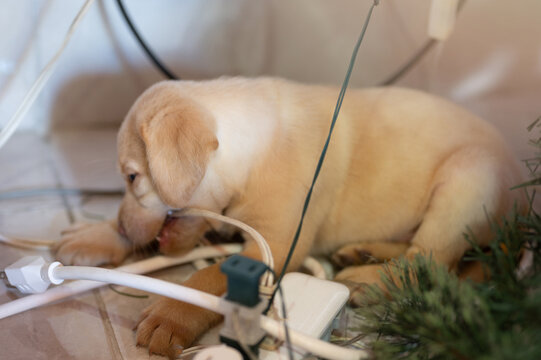 Naughty puppy biting electrical  cables