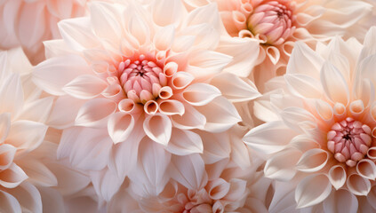 Floral Abstract: Vibrant Beauty in Bloom - Dahlia Blossom on White Macro Background