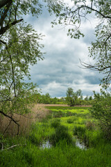 Obraz premium Sumpflandschaft am Europäischen Fernwanderweg E10 im Spreewald zwischen Lübbenau und Lübben im Frühling