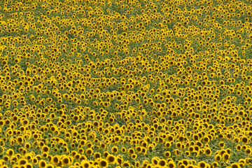 Girasoli, girasoli, girasoli!