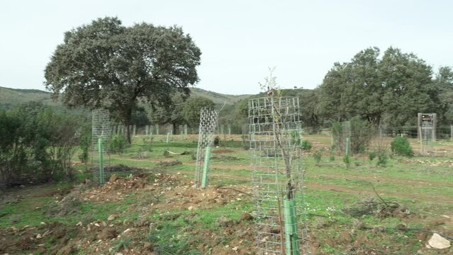 Plantaci&oacute;n de nuevos &aacute;rboles con mallas protectoras.