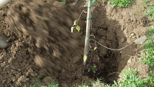 Unos jardineros plantando un &aacute;rbol en el bosque.