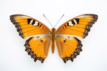 Vibrant Beauty: Close-up of a Colorful Butterfly with White Wings on a Bright Orange and Brown Background