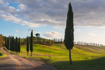 Cypresses and rural road. Lucignano d'Arbia, Tuscany region. Italy