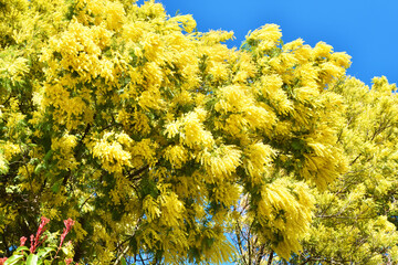 Mimosa e cielo azzurro