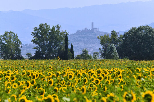 Girasoli e Castello di Montecchio Vesponi, Toscana