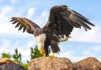 Zelfklevend Fotobehang bald eagle perched on a rock with wings spread © Lowell