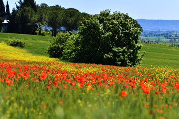 Idillio, Toscana