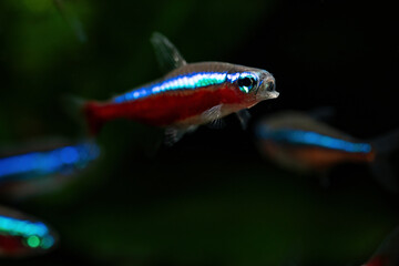 Fish neon red open mouth.