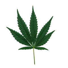 Cannabis Sativa leaf