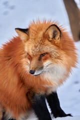 Naklejka premium 雪原で眠るキタキツネ