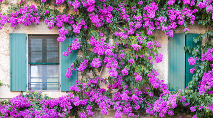 Fototapeta na wymiar Blooming bouganville flower in summer season- exterior decoration of Italian home with traditional window.
