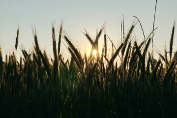 Obraz premium Roggenfeld im gegenlicht