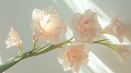  a close up of a bunch of pink flowers on a white background with sunlight streaming through the window behind it.