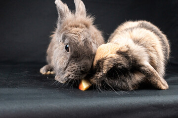 Mini lop rabbit and lionhead rabbit, isolated on black background